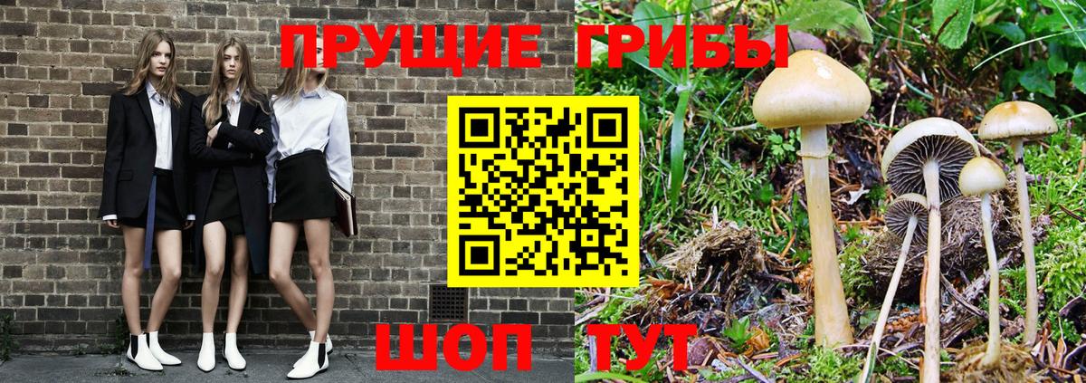 Галлюциногенные грибы Psilocybe  Вход с VPN  Нарткала 